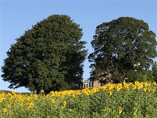 Field of Sunflowers